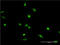 X-Ray Repair Cross Complementing 2 antibody, LS-C198445, Lifespan Biosciences, Immunofluorescence image 