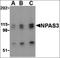 Neuronal PAS Domain Protein 3 antibody, orb87337, Biorbyt, Western Blot image 
