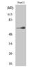 Testis Associated Actin Remodelling Kinase 2 antibody, A12351-1, Boster Biological Technology, Western Blot image 