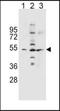 Solute Carrier Family 36 Member 1 antibody, orb178789, Biorbyt, Western Blot image 