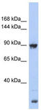 Upregulator Of Cell Proliferation antibody, TA335936, Origene, Western Blot image 