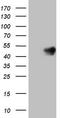 Homeobox C10 antibody, TA808865S, Origene, Western Blot image 
