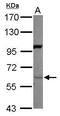 Neuregulin 1 antibody, GTX101116, GeneTex, Western Blot image 