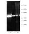 Proteasome 26S Subunit, ATPase 6 antibody, M09249, Boster Biological Technology, Western Blot image 