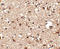 Junctophilin 4 antibody, A13608-1, Boster Biological Technology, Immunohistochemistry frozen image 