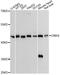 Cytidine Monophosphate N-Acetylneuraminic Acid Synthetase antibody, LS-C748781, Lifespan Biosciences, Western Blot image 