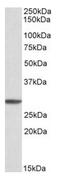 Proteasome subunit alpha type-4 antibody, AP21301PU-N, Origene, Western Blot image 