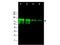 MRE11 Homolog, Double Strand Break Repair Nuclease antibody, TA319244, Origene, Western Blot image 
