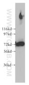 Prolyl Endopeptidase Like antibody, 12478-1-AP, Proteintech Group, Western Blot image 