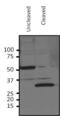 HRV3c Recognition Site antibody, PA1-118, Invitrogen Antibodies, Western Blot image 