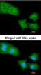 Rho GTPase Activating Protein 4 antibody, orb69848, Biorbyt, Immunocytochemistry image 