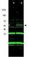 Inhibitor of growth protein 3 antibody, GTX48488, GeneTex, Western Blot image 