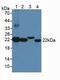 Biliverdin Reductase B antibody, MBS2028035, MyBioSource, Western Blot image 