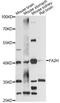 Fatty Acid 2-Hydroxylase antibody, LS-C748894, Lifespan Biosciences, Western Blot image 