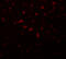 Arginine And Serine Rich Coiled-Coil 1 antibody, 5607, ProSci, Immunofluorescence image 