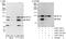 Interleukin Enhancer Binding Factor 3 antibody, A303-121A, Bethyl Labs, Western Blot image 