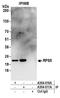 Ribosomal Protein S5 antibody, A304-011A, Bethyl Labs, Immunoprecipitation image 