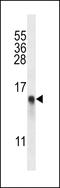 Ribosomal Protein L34 antibody, 56-921, ProSci, Western Blot image 