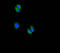 Chromosome 5 Open Reading Frame 51 antibody, A62182-100, Epigentek, Immunofluorescence image 
