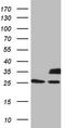 DHSB antibody, TA808109, Origene, Western Blot image 