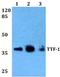 NK2 Homeobox 1 antibody, PA5-75369, Invitrogen Antibodies, Western Blot image 