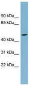 Solute Carrier Family 25 Member 24 antibody, TA334637, Origene, Western Blot image 