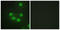 Homeobox protein SIX6 antibody, LS-C118736, Lifespan Biosciences, Immunofluorescence image 