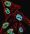Syntaxin 1A antibody, orb374690, Biorbyt, Immunofluorescence image 