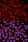 Mitogen-Activated Protein Kinase 9 antibody, A1251, ABclonal Technology, Immunofluorescence image 