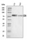 CD36 Molecule antibody, A01189-1, Boster Biological Technology, Western Blot image 