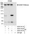 Centromere protein F antibody, A301-611A, Bethyl Labs, Immunoprecipitation image 