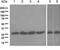 Dihydrofolate Reductase antibody, ab124814, Abcam, Western Blot image 