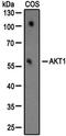 Akt antibody, NBP1-51602, Novus Biologicals, Western Blot image 