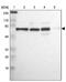 Methyl-CpG-binding domain protein 4 antibody, PA5-51670, Invitrogen Antibodies, Western Blot image 