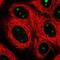 Spermatogenesis Associated 17 antibody, NBP1-83097, Novus Biologicals, Immunofluorescence image 