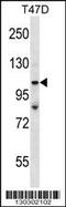 53BP2 antibody, 58-427, ProSci, Western Blot image 