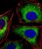 Epithelial Cell Adhesion Molecule antibody, orb389166, Biorbyt, Immunofluorescence image 