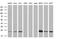 RAB21, Member RAS Oncogene Family antibody, MA5-26201, Invitrogen Antibodies, Western Blot image 