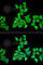 Hyaluronan And Proteoglycan Link Protein 1 antibody, A6616, ABclonal Technology, Immunofluorescence image 