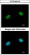 DNA repair protein XRCC3 antibody, LS-C185340, Lifespan Biosciences, Immunocytochemistry image 