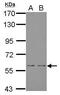 Mesenchyme Homeobox 1 antibody, PA5-27967, Invitrogen Antibodies, Western Blot image 