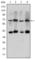 CREB Regulated Transcription Coactivator 3 antibody, abx015830, Abbexa, Western Blot image 
