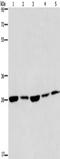 Eukaryotic translation initiation factor 6 antibody, TA349927, Origene, Western Blot image 