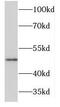 Potassium Voltage-Gated Channel Subfamily J Member 16 antibody, FNab04586, FineTest, Western Blot image 