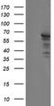 Sentrin-specific protease 2 antibody, LS-C788649, Lifespan Biosciences, Western Blot image 