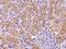 CDC42 Effector Protein 4 antibody, 200986-T08, Sino Biological, Immunohistochemistry paraffin image 