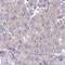 Eukaryotic translation initiation factor 4B antibody, HPA046164, Atlas Antibodies, Immunohistochemistry frozen image 