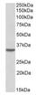 Homeobox protein Hox-C8 antibody, NBP1-52085, Novus Biologicals, Western Blot image 