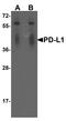 Pdl1 antibody, TA355070, Origene, Western Blot image 