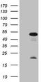 Homeobox protein Mohawk antibody, TA808429S, Origene, Western Blot image 